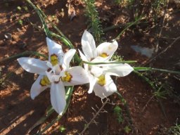 Moraea falcifolia