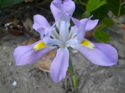 Moraea fugax