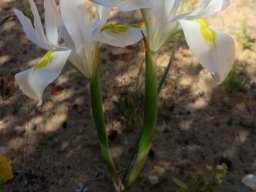 Moraea fugax flowering white