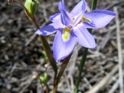 Moraea fugax flower and fruit