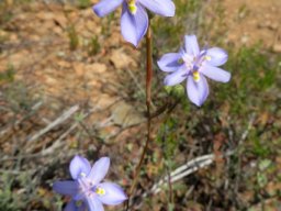 Moraea fugax flowers
