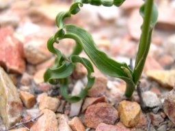 Moraea gawleri leaves