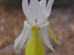 Moraea gawleri flower