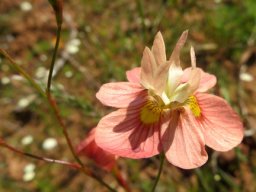 Moraea gawleri flower and bud