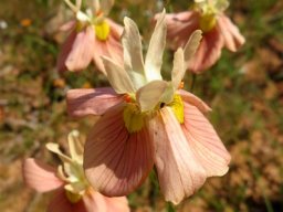 Moraea gawleri flower cluster