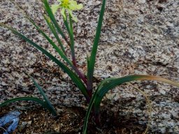 Moraea