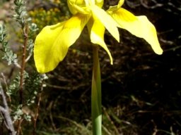 Moraea huttonii 