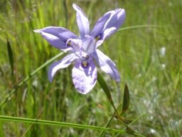 Moraea inclinata