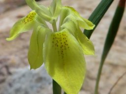 Moraea inconspicua flower