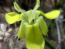 Moraea inconspicua flower less spotted