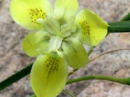 Moraea inconspicua flower from above