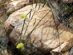 Moraea inconspicua