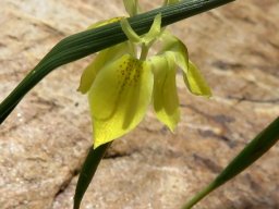 Moraea inconspicua leaf out of place