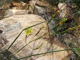 Moraea inconspicua old inflorescence