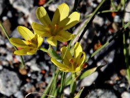 Moraea lewisiae subsp. secunda