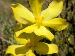 Moraea lewisiae subsp. lewisiae flowers