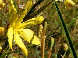 Moraea lewisiae subsp. lewisiae spathes green or dry