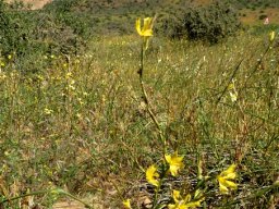 Moraea lewisiae subsp. lewisiae