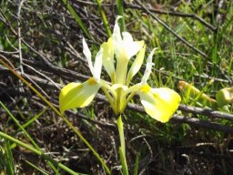 Moraea macronyx