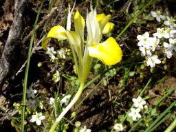 Moraea macronyx flower