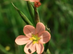 Moraea miniata