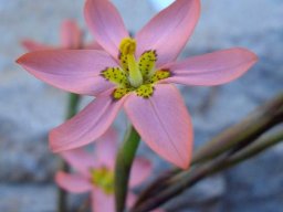 Moraea miniata flower