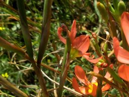 Moraea miniata spathes and fruit