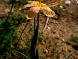 Moraea miniata flower from the side