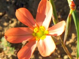 Moraea miniata flower