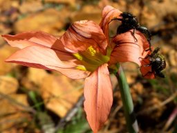 Moraea minor played by the beetles