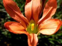 Moraea minor flower
