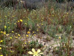 Moraea nana in Bokkeveld spring