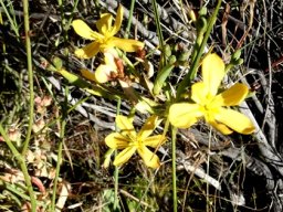 Moraea nana