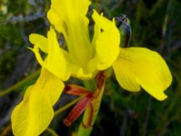 Moraea neglecta flower and fruit
