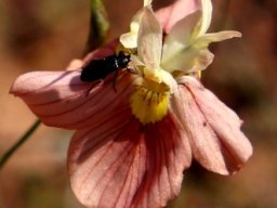 Moraea papilionacea