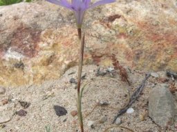 Moraea polyanthos slender plant
