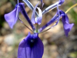 Moraea regalis flower