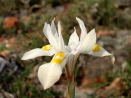Moraea saxicola flower