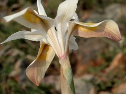 Moraea saxicola flower from below