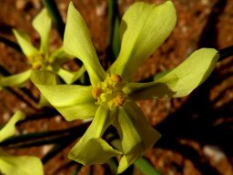 Moraea schlechteri flower
