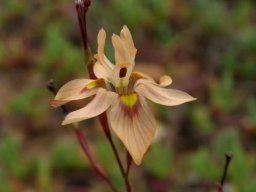 Moraea gawleri flower and anther