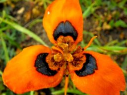 Moraea tulbaghensis