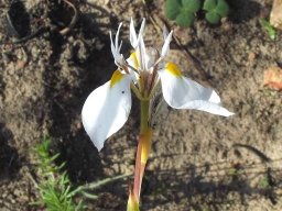 Moraea lilacina