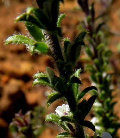 Muraltia arachnoidea leaves