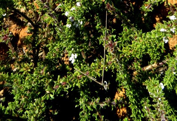 Muraltia arachnoidea