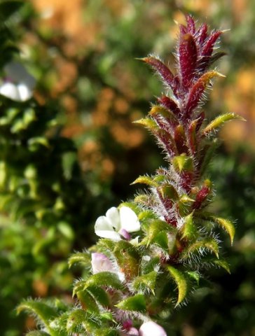 Muraltia arachnoidea purplish stem-tip