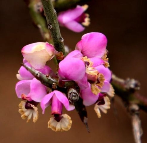 Muraltia spinosa petal crests brown