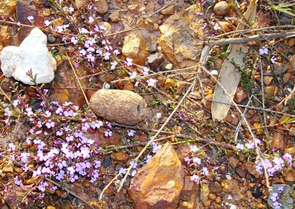 Muraltia satureioides