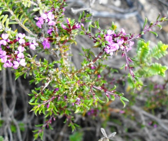 Muraltia satureioides