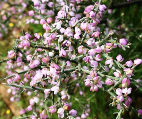 Muraltia spinosa short on leaves